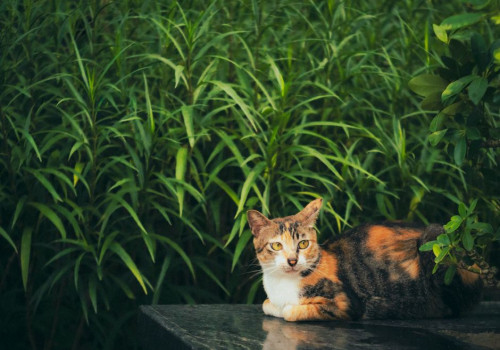 Salvia giftig voor katten? De feiten per soort op een rij