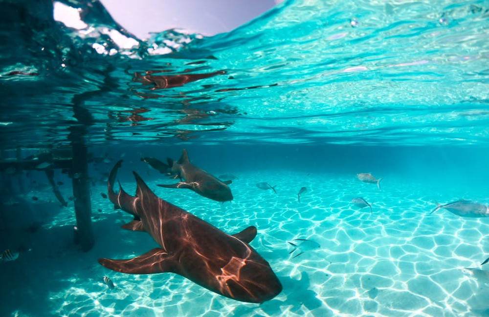 Zwemmen er haaien in de buurt van Zakynthos?
